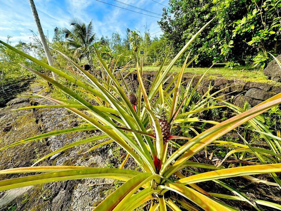 Puna Zen Botanical Garden Retreat Keaau Exteriér fotografie