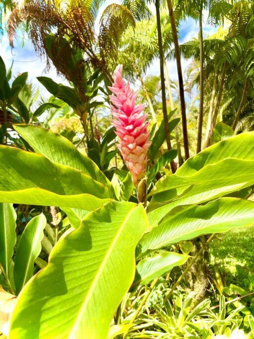 Puna Zen Botanical Garden Retreat Keaau Exteriér fotografie